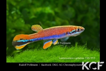Laimosemion xiphidius PK87 FBS 95-02 male adulte 