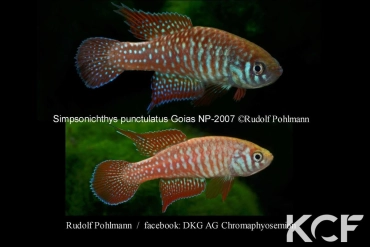 Simpsonichthys punctulatus Formosa Goias NP 03-07 male adulte 