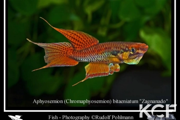 Aphyo. Chromaphyosemion bitaeniatum Zagnanado BPR 1975 male adulte 