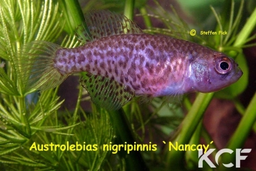 Austrolebias nigripinnis Nancay femelle adulte 