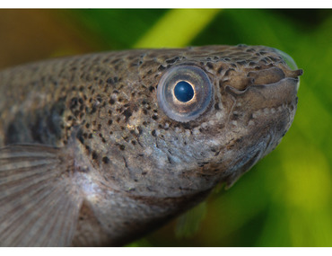 La biologie et la ponte en aquarium de Rivulus marmoratus