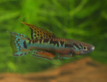 Reproduction Naturelle de Aphyosemion multicolor