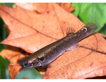 Kryptolebias marmoratus