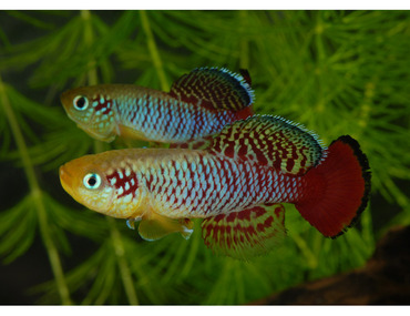 Température et diapause, l