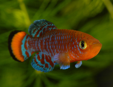 Incubateur pour œufs