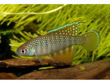 Sex-ratio, expérience !