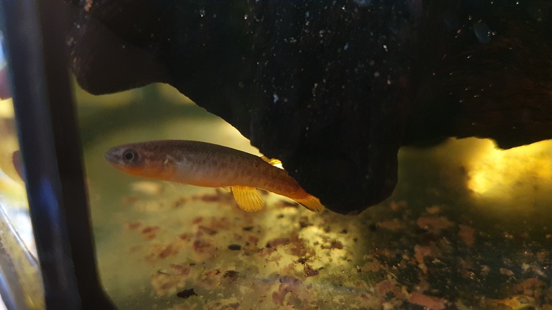 Kryptolebias bonairensis "Lac Bay, Bonaire" mâle